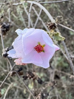 今日所见野花：查帕拉尔灌木锦葵(chaparral bush mallow)、西班牙假飞蓬(Spanish false fleabane)、海岸牵牛花(coast morning glory)、白花茶藨子(white flower currant)。