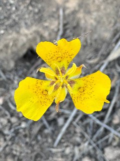 今日所见韦德蝴蝶百合(Weed’s mariposa lily)。