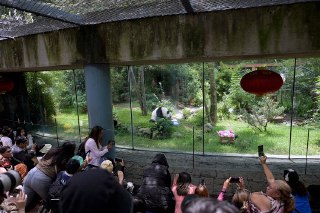 【墨西哥大熊猫35岁生日】墨西哥城查普尔特佩克动物园，拉丁美洲唯一圈养大熊猫「欣欣」迎来35岁生日。6月29日，墨西哥环境部和查普尔特佩克动物园为35岁雌性大熊猫「欣欣」举行生日庆祝活动，园方特别为它准备了苹果、胡萝卜、竹子制作的水果蛋糕。「欣欣」出生于1990年7月1日，是中国政府赠予墨西哥的2只大熊猫「迎迎」和「贝贝」的后代，目前它的年龄为35岁，相当于人类110岁左右，是中国境外目前最高寿的大熊猫。 source