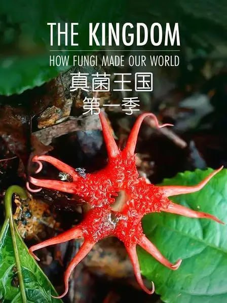 真菌王国HowFungiMadeOurWorld