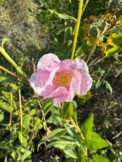 今日所见野花：加州野玫瑰(California wild rose)、柔软牻牛儿苗(soft stork's-bill)、西部悬铃木(western sycamore)、查帕拉尔灌木锦葵(chaparral bush mallow)。