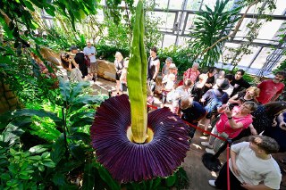 【柏林植物园巨魔芋开花】德国柏林植物园，一株「巨魔芋」（Titan Arum）进入花期。6月29日，柏林植物园种植的珍稀植物「巨魔芋」时隔7年首次开花，花序高达2.36米，预计花期将持续3天。巨魔芋原产于印尼西苏门答腊岛热带雨林，是全球单体花序最大的植物，每4至10年开花一次，开花时会散发类似腐肉的气味吸引昆虫传粉。受森林砍伐和环境破坏影响，野生巨魔芋数量已不到1000株，被列为濒危物种。 source